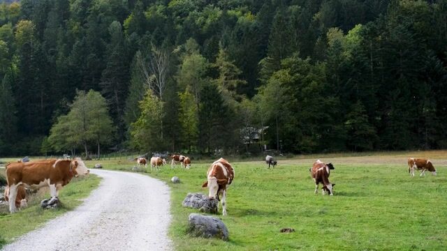 Cow, ruminant, pasture - NickyPe 