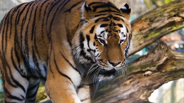 Tiger, predator, dangerous - NickyPe