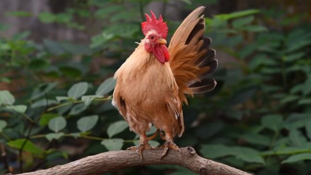 Rooster, chicken, chick, beige, outdoors, amazon, forest - Danganhfoto