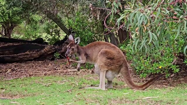 Marsupials, mammal, wildlife - TonyDias7