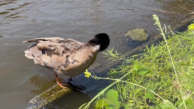 Bird, feathers, plumage, duck - Ri_Ya