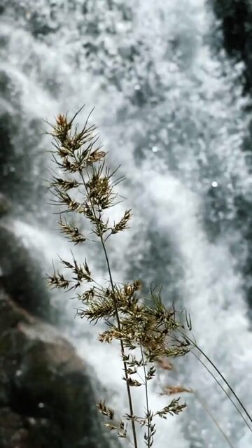 Waterfall, water, plant - Marsel_beijing