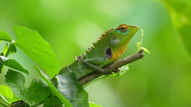 Wildlife, srilanka, endemic