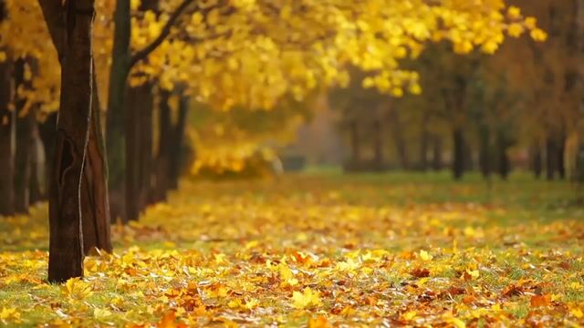 Fall, autumn, season