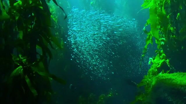 Sea, ocean, animal