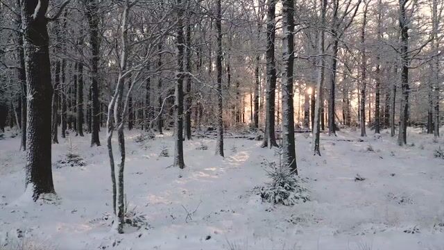Trees, forest, sunrise, winter, woods - Matthias_Groeneveld 