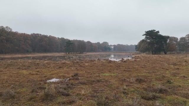 Forest, Swamp, drone, autumn - eamonq