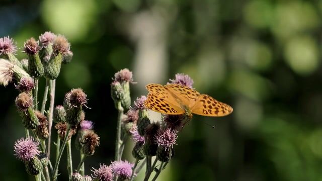 Butterfly, imperial coat, insect