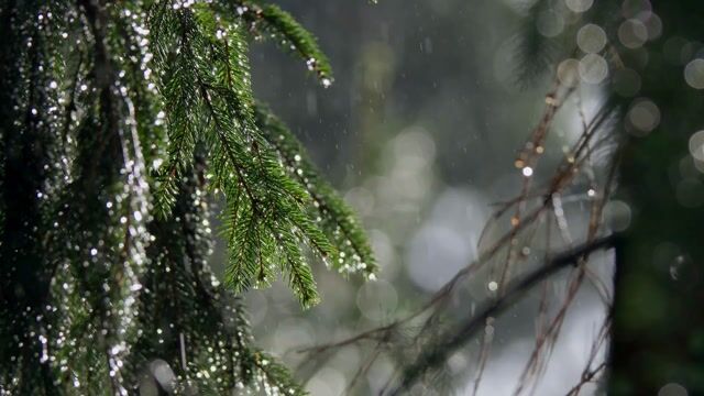Rain On Trees, falling rain, cinemagraph
