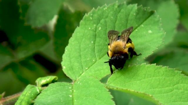 Bumblebee, bee, insects - olenailinska