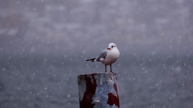 Gull, bird, snow, Winter, - NickyPe