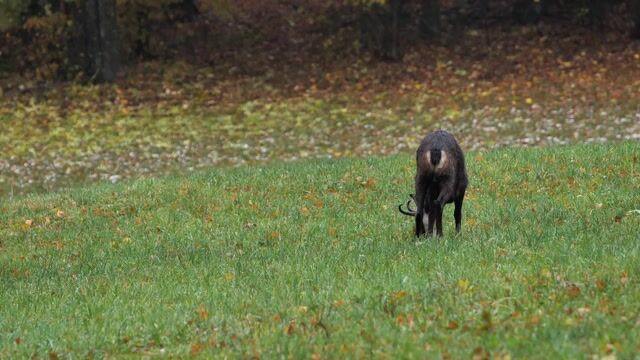 Chamois, wild animal, animal, field, Medow, autumn, fall - adege