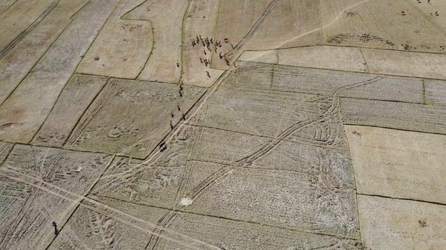 Cow Herd, cows, farm animals, fields - Ponnguyenduy